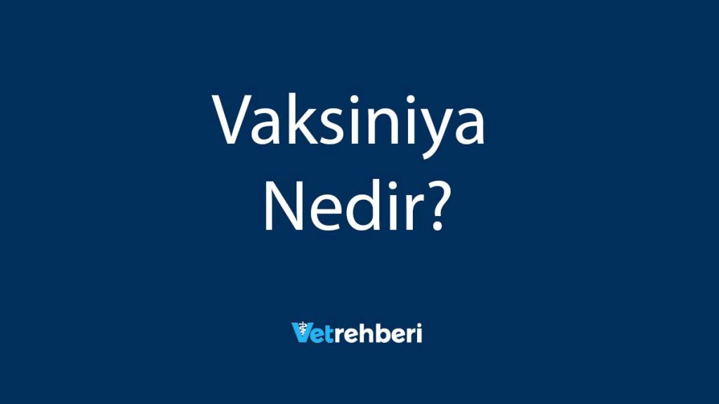 Vaksiniya Nedir?