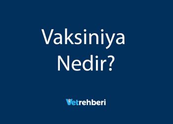 Vaksiniya Nedir?