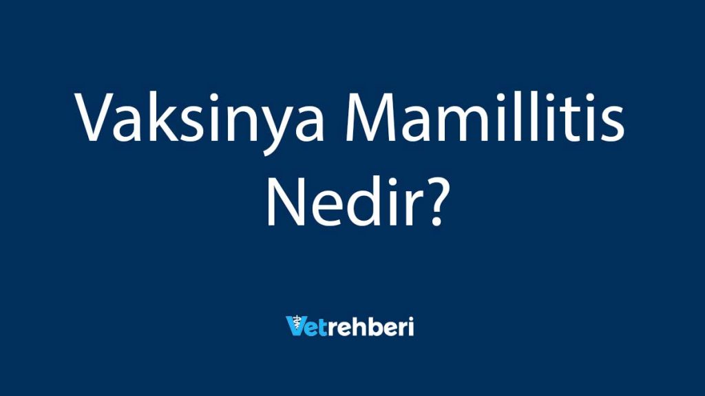 Vaksinya Mamillitis Nedir?