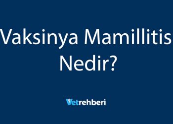 Vaksinya Mamillitis Nedir?