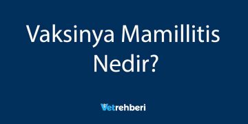 Vaksinya Mamillitis Nedir?