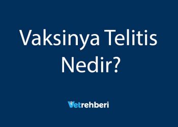 Vaksinya Telitis Nedir?