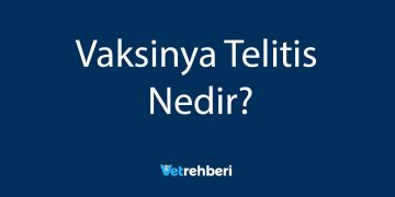Vaksinya Telitis Nedir?