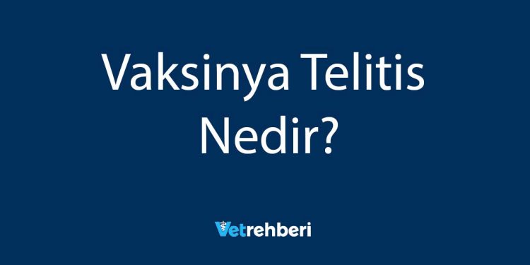 Vaksinya Telitis Nedir?