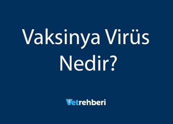Vaksinya Virüs Nedir?