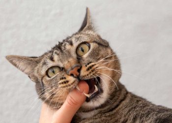 Yavru Kedi ve Köpeklerde Isırma Problemi ve Çözüm Önerileri