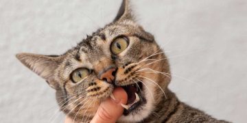 Yavru Kedi ve Köpeklerde Isırma Problemi ve Çözüm Önerileri