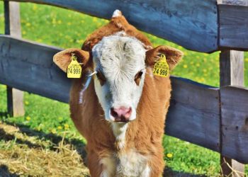 Buzağıların Beslenme İle İlgili Sorunları