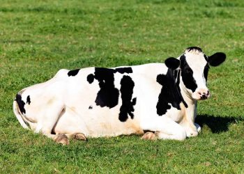 Kuru Dönem ve Kalsiyum