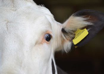 Sığırlarda Klostridium Perfringens