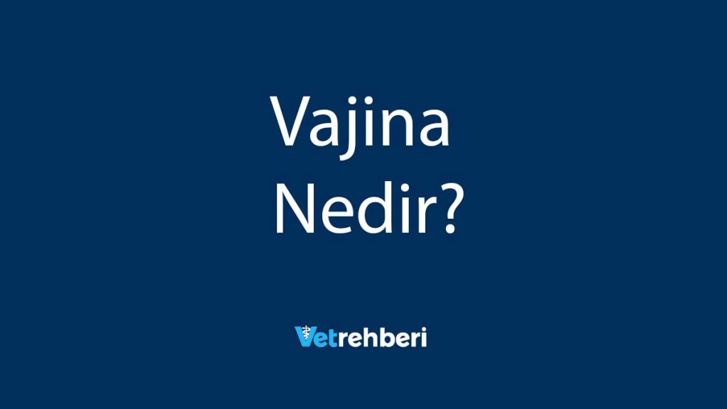 Vajina Nedir?