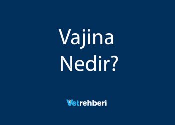 Vajina Nedir?