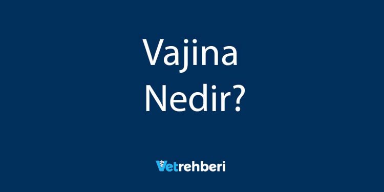 Vajina Nedir?