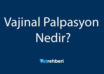 Vajinal Palpasyon Nedir?
