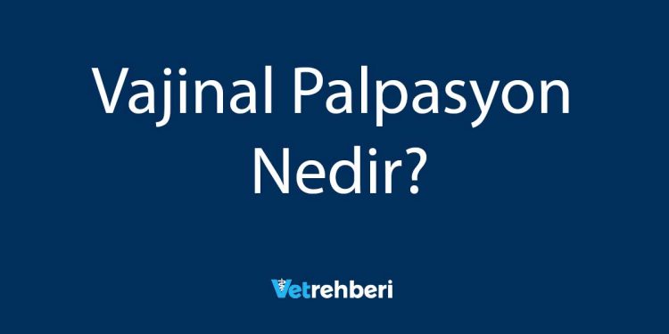 Vajinal Palpasyon Nedir?