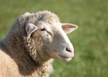 Koyun Yetiştirme Metotları