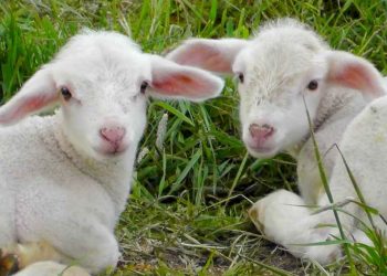 Kuzu Üretim Teknikleri