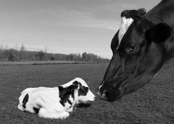 Sıkça Yaşanan Kayıplar