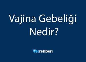 Vajina Gebeliği Nedir?