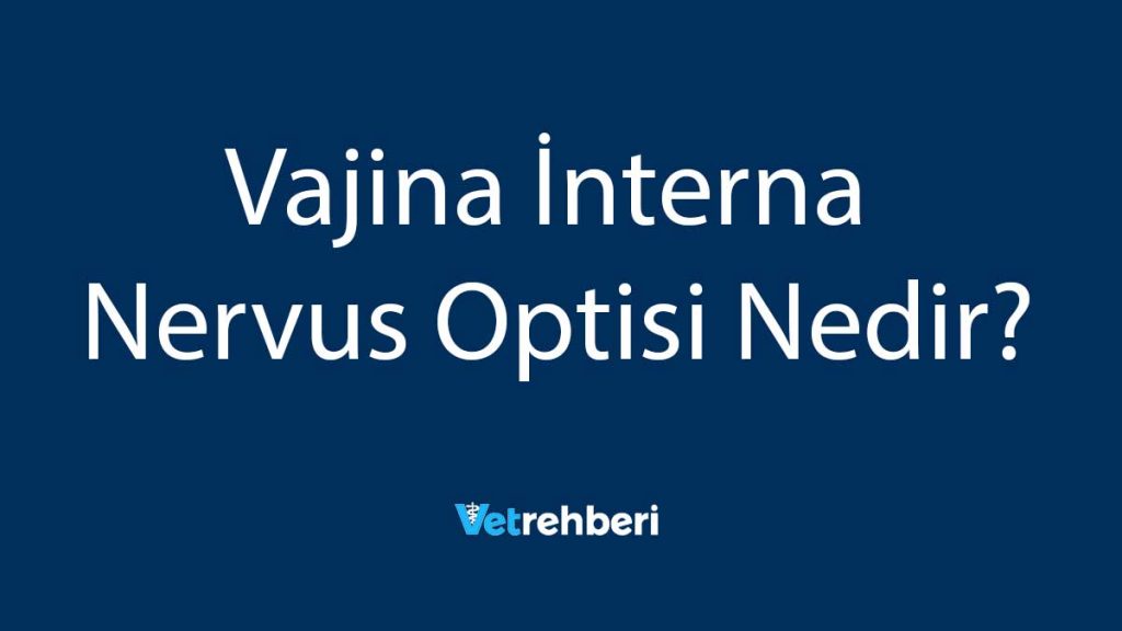 Vajina İnterna Nervus Optisi Nedir?