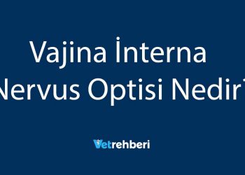 Vajina İnterna Nervus Optisi Nedir?
