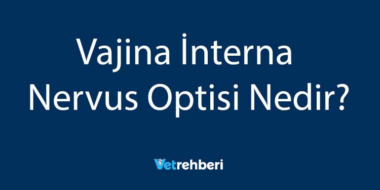 Vajina İnterna Nervus Optisi Nedir?