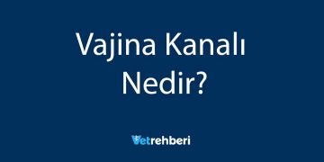 Vajina Kanalı Nedir?