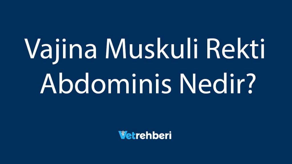 Vajina Muskuli Rekti Abdominis Nedir?