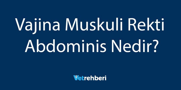 Vajina Muskuli Rekti Abdominis Nedir?