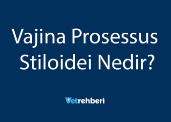 Vajina Prosessus Stiloidei Nedir?