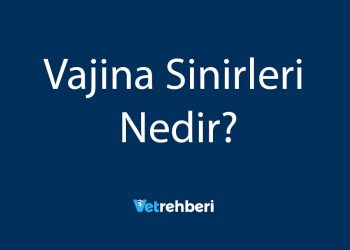 Vajina Sinirleri Nedir?