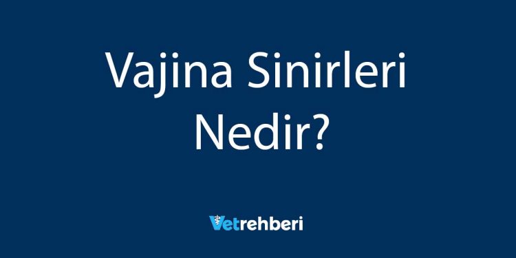 Vajina Sinirleri Nedir?