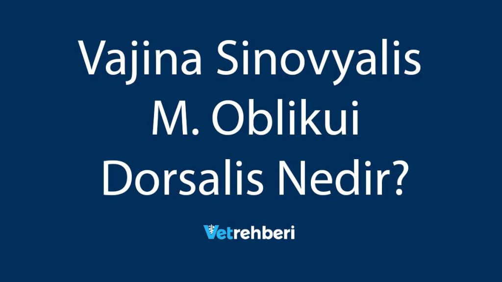 Vajina Sinovyalis M. Oblikui Dorsalis Nedir?