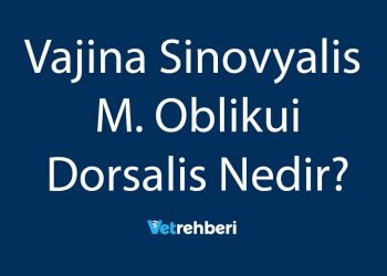 Vajina Sinovyalis M. Oblikui Dorsalis Nedir?