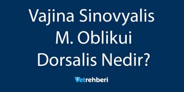 Vajina Sinovyalis M. Oblikui Dorsalis Nedir?