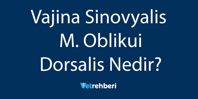 Vajina Sinovyalis M. Oblikui Dorsalis Nedir?