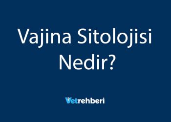 Vajina Sitolojisi Nedir?