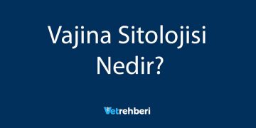 Vajina Sitolojisi Nedir?