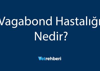 Vagabond Hastalığı Nedir?