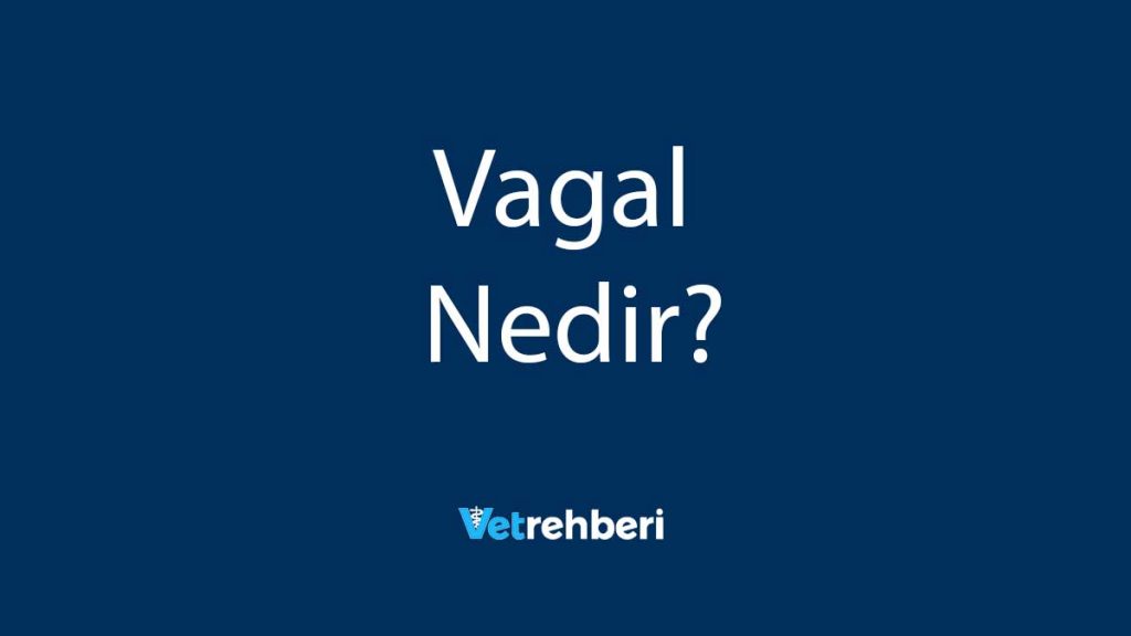 Vagal Nedir?