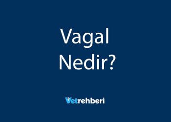 Vagal Nedir?