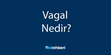 Vagal Nedir?
