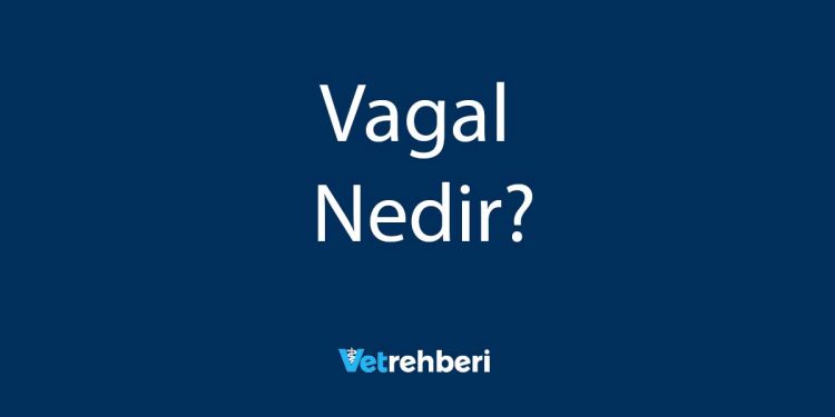 Vagal Nedir?