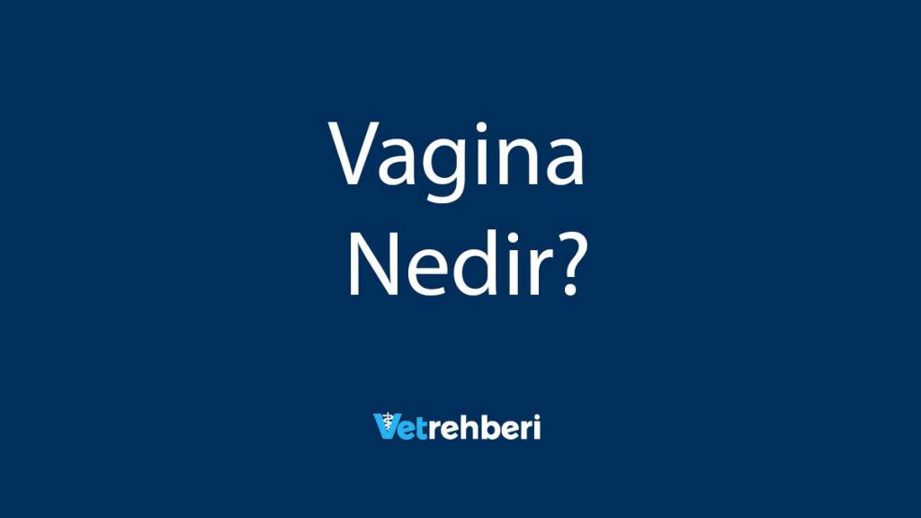 Vagina Nedir?