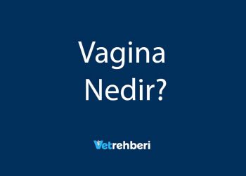 Vagina Nedir?