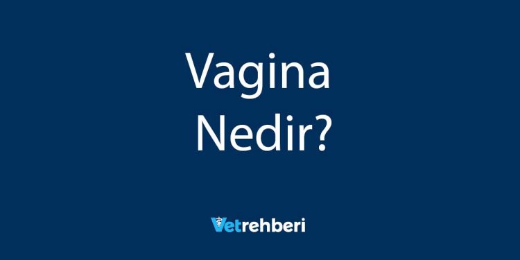 Vagina Nedir?