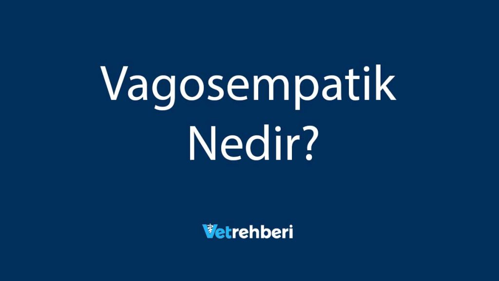 Vagosempatik Nedir?