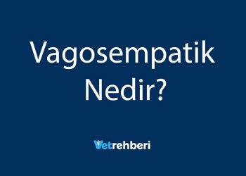 Vagosempatik Nedir?