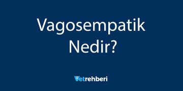 Vagosempatik Nedir?