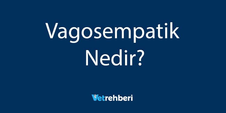 Vagosempatik Nedir?